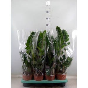 Zamioculcas zamiifolia