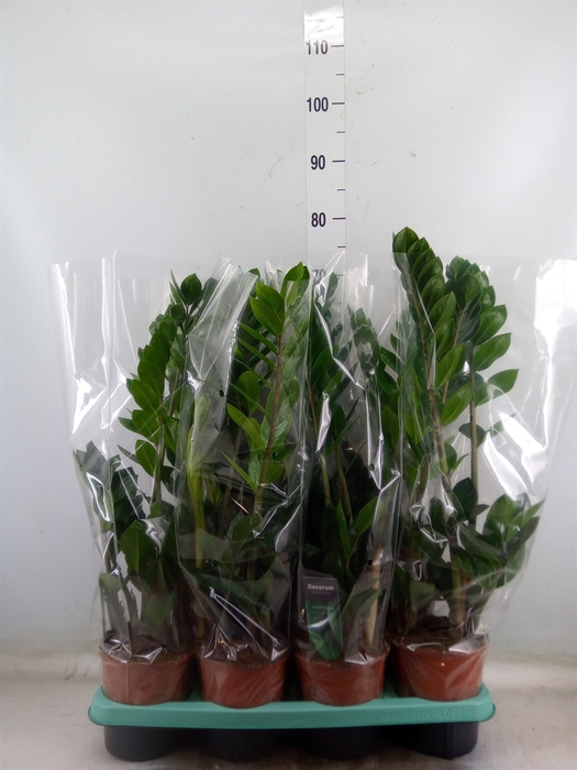 <h4>Zamioculcas zamiifolia</h4>