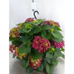 Hydrangea mac. 'Hi Fire'
