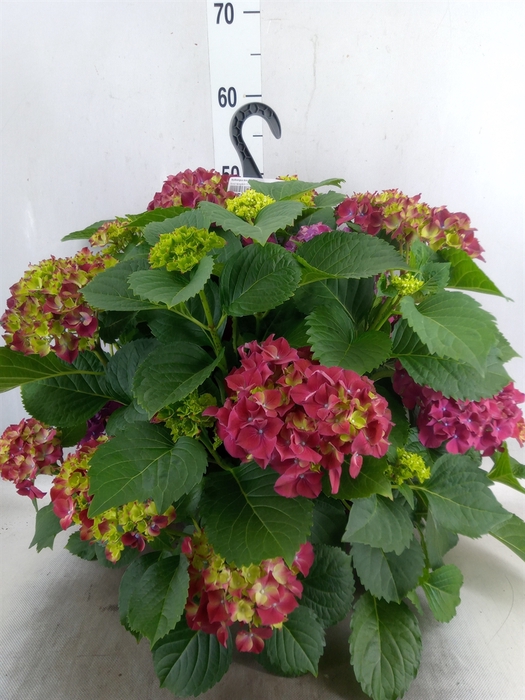 <h4>Hydrangea mac. 'Hi Fire'</h4>