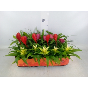 Bromelia   ...mix