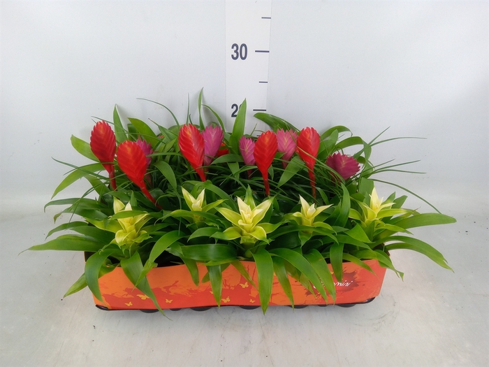 <h4>Bromelia   ...mix</h4>