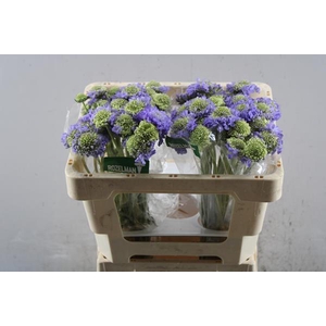 Scab At Lavendel Scoop