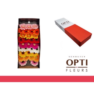 Germini Mix op Rij Doos