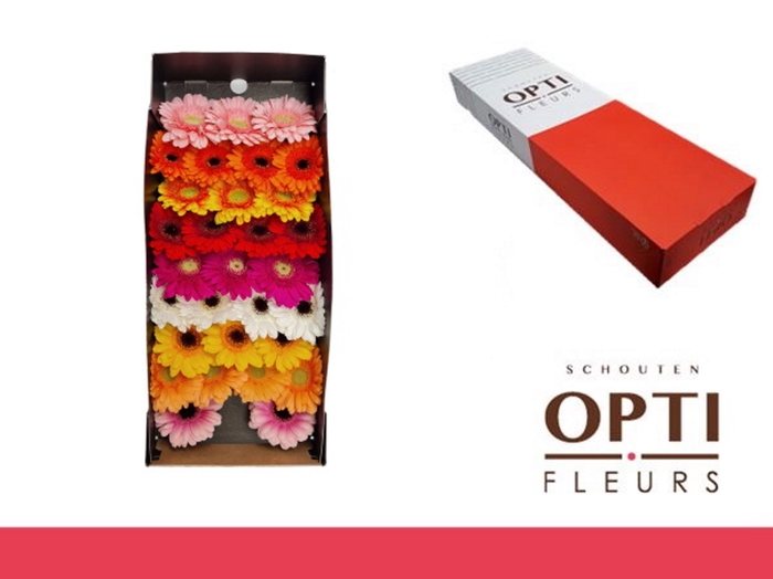 <h4>Germini Mix op Rij Doos</h4>