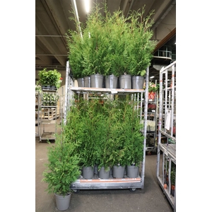 Thuja O Brabant