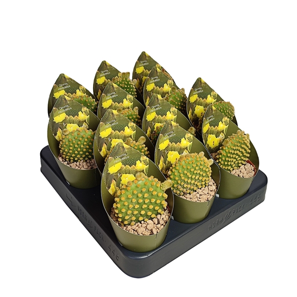 <h4>OPUNTIA MICRODASYS - POT Ø 6,5 WITH POTCOVER (CACTUS)</h4>