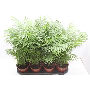 PALMEIRA CHAMAEDOREA ELEGANS P15