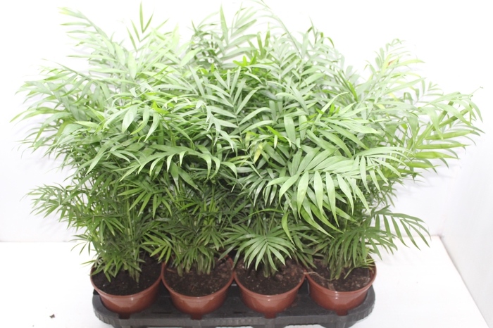 <h4>PALMEIRA CHAMAEDOREA ELEGANS P15</h4>