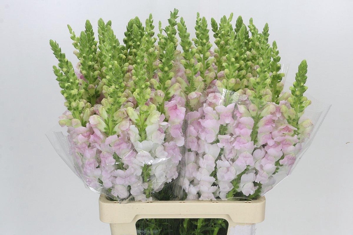 <h4>Antirrhinum Potomac Bicolor Glycine</h4>
