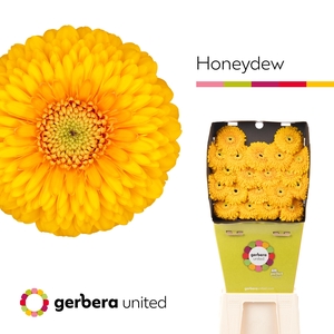 Germini Pomponi Honeydew Diamond