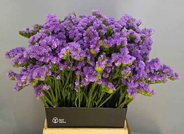 <h4>LIM S TESSA MALVA</h4>