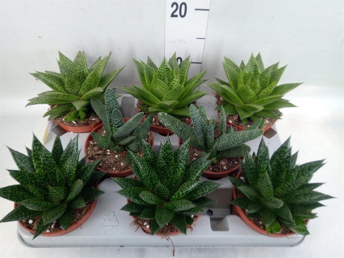 <h4>Aloe ...mix</h4>