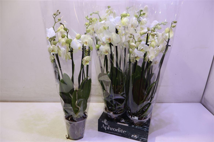 <h4>Phal Ov Wit</h4>