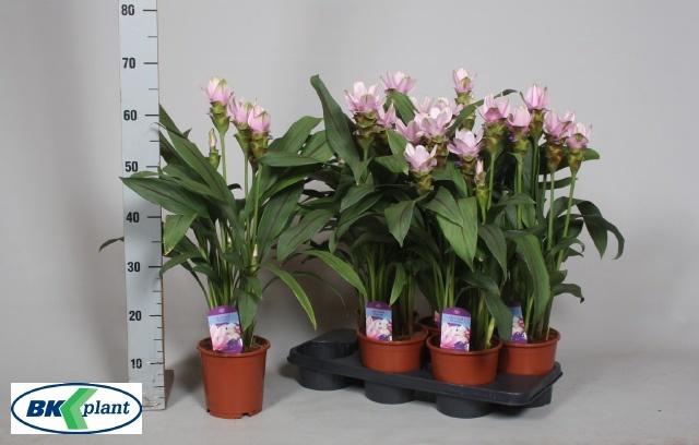 <h4>CURCU AL SIAM SWEET</h4>