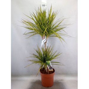 Dracaena marg. 'Sunray'