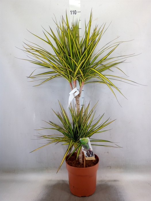 <h4>Dracaena marg. 'Sunray'</h4>
