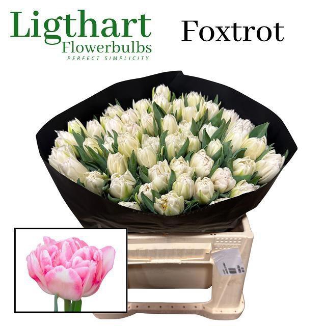 <h4>TU DU FOXTROT</h4>