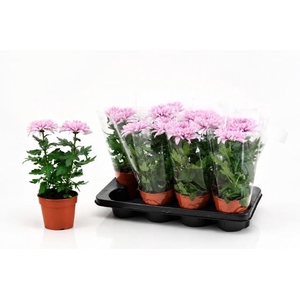 CHRYS SUPNOVA PINK
