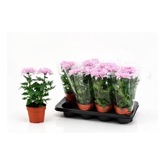 <h4>CHRYS SUPNOVA PINK</h4>