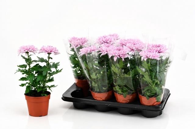 CHRYS SUPNOVA PINK