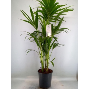 Howea forsteriana