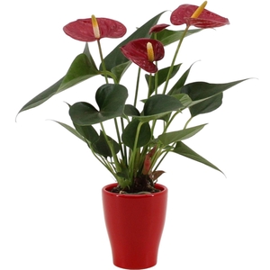 Anthurium 7 cm Diamond Red in Carly ceramics