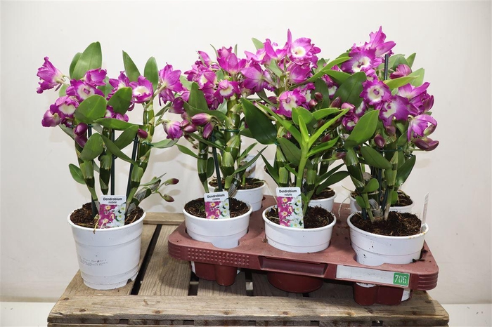 <h4>Dend Nobile</h4>