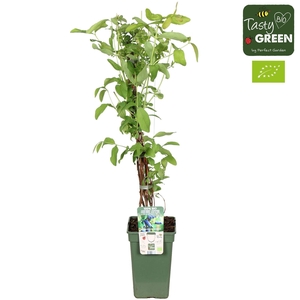 Lonicera