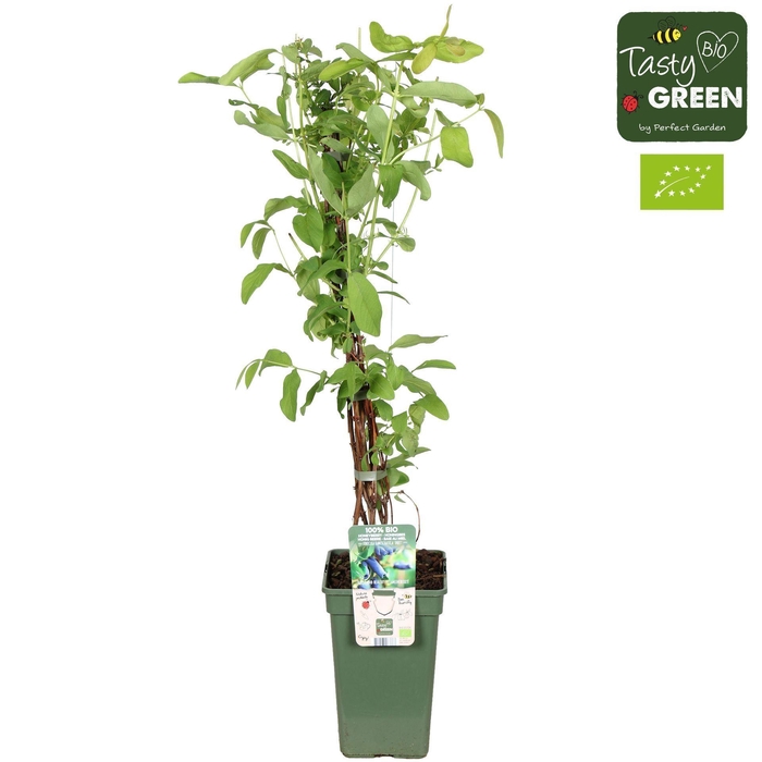 <h4>Lonicera</h4>