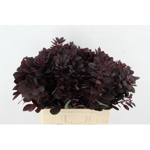 COTI C ROYAL PURPLE 065CM