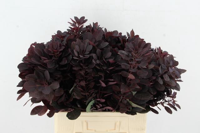 <h4>COTI C ROYAL PURPLE 065CM</h4>