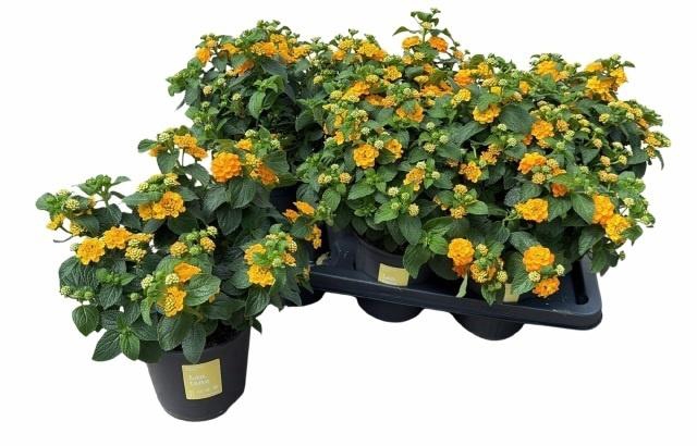 arr8 Lant C Simon Orange