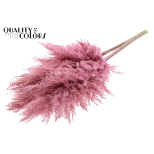 Pampas Grass 100cm 5st/bunch Frosted Pink