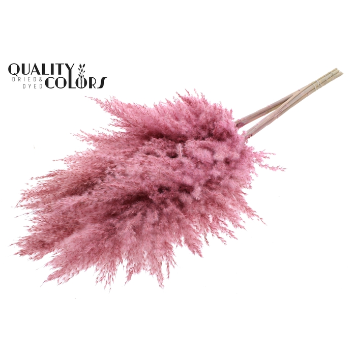 <h4>Pampas Grass 100cm 5st/bunch Frosted Pink</h4>