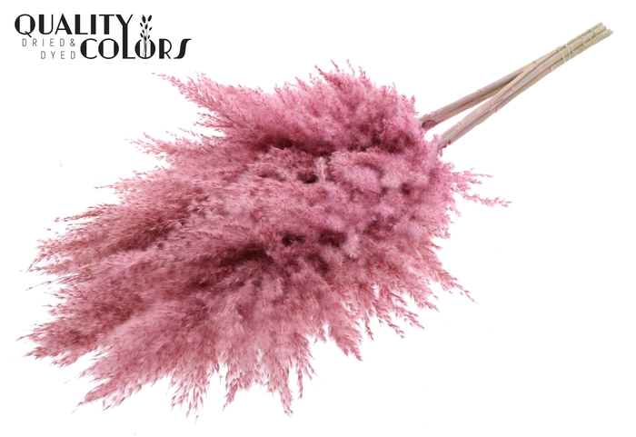 <h4>Pampas Grass 100cm 5st/bunch Frosted Pink</h4>