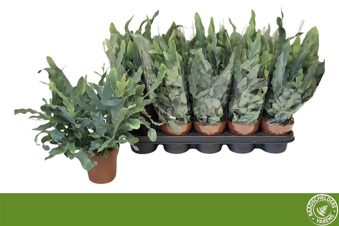 <h4>Phlebodium aureum 'Blue Star'</h4>