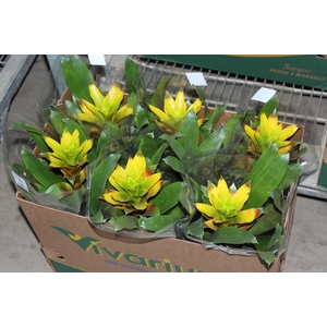 GUZMANIA AMARELA P14