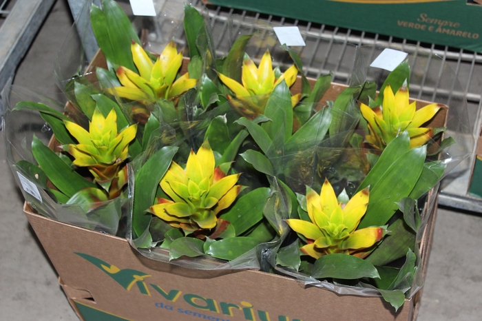 <h4>GUZMANIA AMARELA P14</h4>