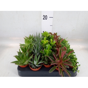 Planten  ..mix