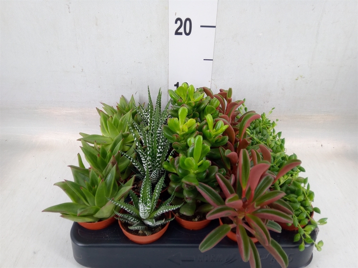 <h4>Planten  ..mix</h4>