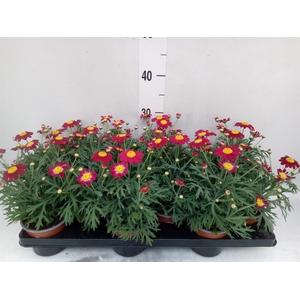 Argyranthemum  'La Rita'   ...mix