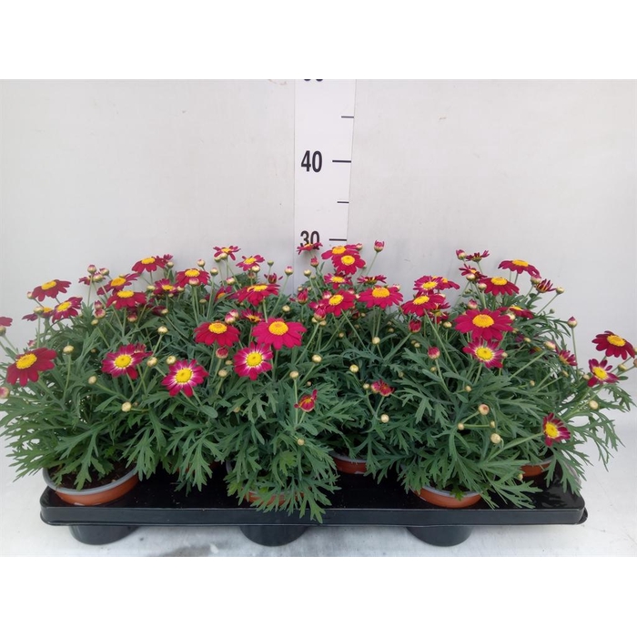<h4>Argyranthemum  'La Rita'   ...mix</h4>