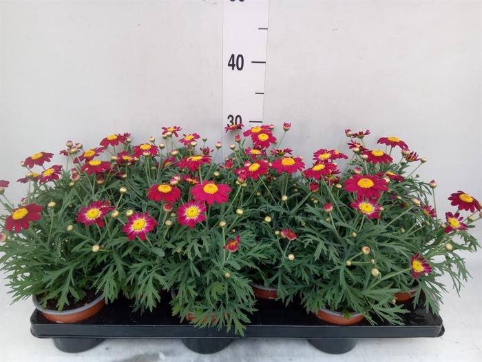 Argyranthemum  'La Rita'   ...mix