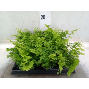 Adiantum raddi. 'Fritz-Luthi'