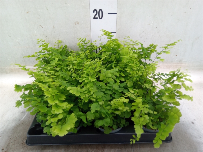 <h4>Adiantum raddi. 'Fritz-Luthi'</h4>