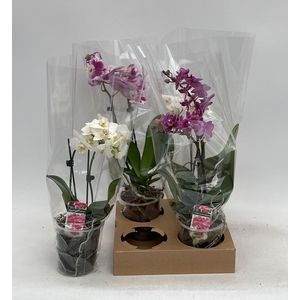 PHAL GEM