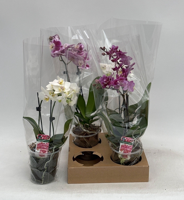 <h4>PHAL GEM</h4>