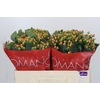 Hypericum Mellow Romance