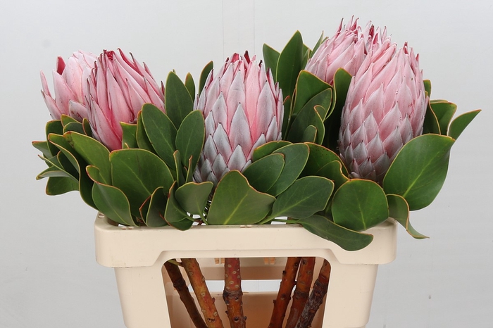 <h4>Protea Cynaroides</h4>